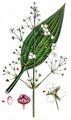 Gewöhnlicher Froschlöffel - Alisma plantago-aquatica L.
