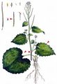 Garlic Mustard - Alliaria petiolata (M. Bieb.) Cavara & Grande