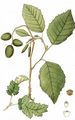 Grau-Erle - Alnus incana (L.) Moench
