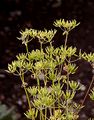 Garden Chervil - Anthriscus cerefolium (L.) Hoffm.