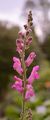 Snapdragon - Antirrhinum majus L.