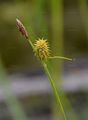 Gelb-Segge - Carex flava L.