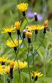 Sumpf-Pippau - Crepis paludosa (L.) Moench