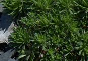 Hoppe-Felsenblümchen - Draba hoppeana Rchb.