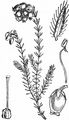 Cross-Leaved Heath - Erica tetralix L.