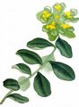 Cushion Spurge - Euphorbia epithymoides L.