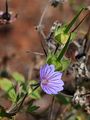 Bohemian Geranium - Geranium bohemicum L.