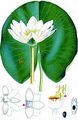 Candid Water-Lily - Nymphaea candida J. Presl & C. Presl