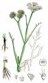 Tubular Water-Dropwort - Oenanthe fistulosa L.