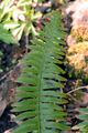 Lanzen-Schildfarn - Polystichum lonchitis (L.) Roth