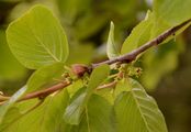 Buckthorns - Rhamnus alpina L.