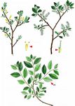 Bleiche Weide - Salix starkeana Willd. 