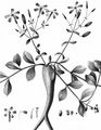 Kleines Seifenkraut - Saponaria ocymoides L.