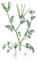 Shepherd's-Needle - Scandix pecten-veneris L.