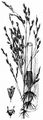 Swamp Grass - Scolochloa festucacea (Willd.) Link
