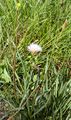 Kleinblütige Schwarzwurzel - Scorzonera parviflora Jacq.