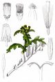 Gewöhnliches Greiskraut - Senecio vulgaris L.