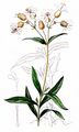 Aufgeblasenes Leimkraut - Silene vulgaris (Moench) Garcke