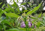 Common Comfrey - Symphytum officinale L.