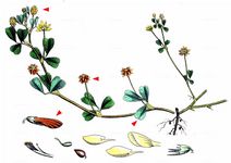 Kleiner Klee - Trifolium dubium Sibth. 