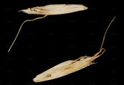 Wiesen-Goldhafer - Trisetum flavescens (L.) P. Beauv.