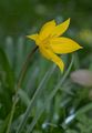 Wild Tulip - Tulipa sylvestris L.