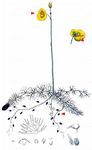 Mittlerer Wasserschlauch - Utricularia intermedia Hayne 