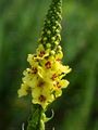 Dark Mullein - Verbascum nigrum L.
