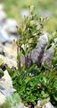Felsen-Ehrenpreis - Veronica fruticans Jacq.
