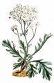 Silvery Milfoil - Achillea clavennae L.