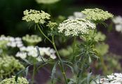 Bullwort - Ammi majus L.