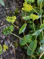 Rundblättriges Hasenohr - Bupleurum rotundifolium L.