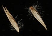 Wolliges Reitgras - Calamagrostis villosa (Chaix) J. F. Gmel.