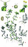 Sumpf-Wasserstern - Callitriche palustris L. 