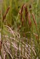 Frühlings-Segge - Carex caryophyllea Latourr.