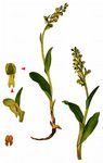 Grüne Hohlzunge - Dactylorhiza viridis (L.) R. M. Bateman, Pridgeon & M. W. Chase 