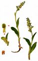 Frog Orchid - Dactylorhiza viridis (L.) R. M. Bateman, Pridgeon & M. W. Chase
