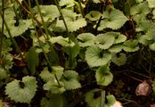 Herzblättrige Gemswurz - Doronicum columnae Ten.