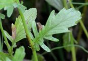 Spreizendes Wasser-Greiskraut - Jacobaea erratica (Bertol.) Fourr.