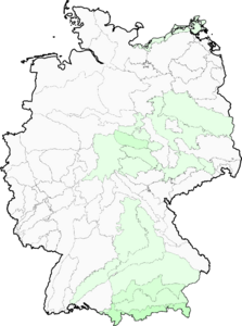 Hieracium caesium
