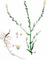 Mitre Cress - Myagrum perfoliatum L.
