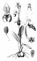 Echte Spinnen-Ragwurz - Ophrys sphegodes Mill.