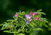 Alpine Rose - Rosa pendulina L.
