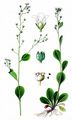 Brookweed - Samolus valerandi L.