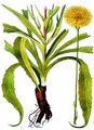 Scorzonera - Scorzonera hispanica L.