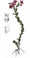 Sumpf-Fetthenne - Sedum villosum L.