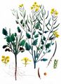 White Mustard - Sinapis alba L.