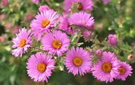 Hairy Michaelmas-Daisy - Symphyotrichum novae-angliae (L.) G. L. Nesom