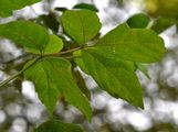 Ashleaf Maple - Acer negundo L.