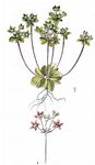Großer Mannsschild - Androsace maxima L. 